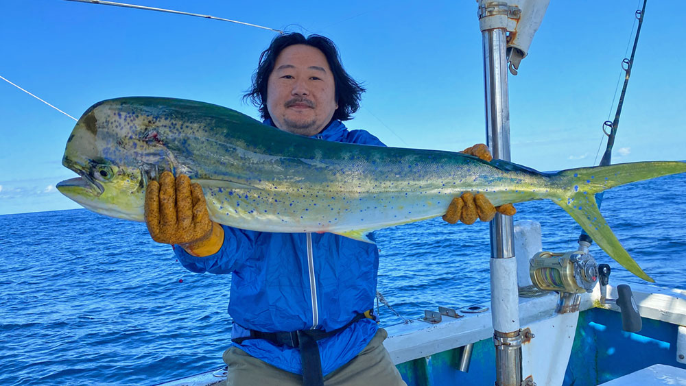 トローリングで釣り上げたオスのシイラ