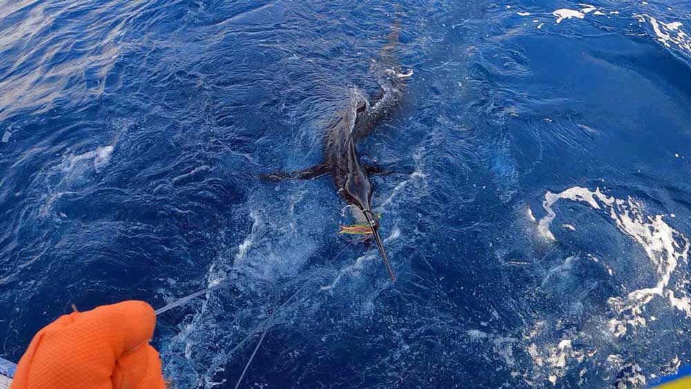 水面に頭を出したバショウカジキ