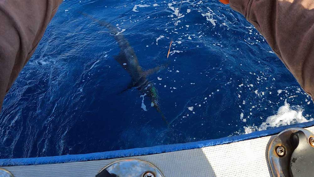 船尾に寄せ水面下のバショウカジキ