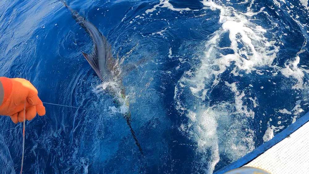 鶴丸の船尾に寄せ仕留める直前のバショウカジキ