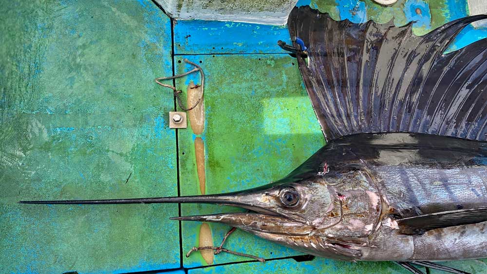 2025年の元旦にトローリングで釣り上げたバショウカジキ(Sailfish)の頭部