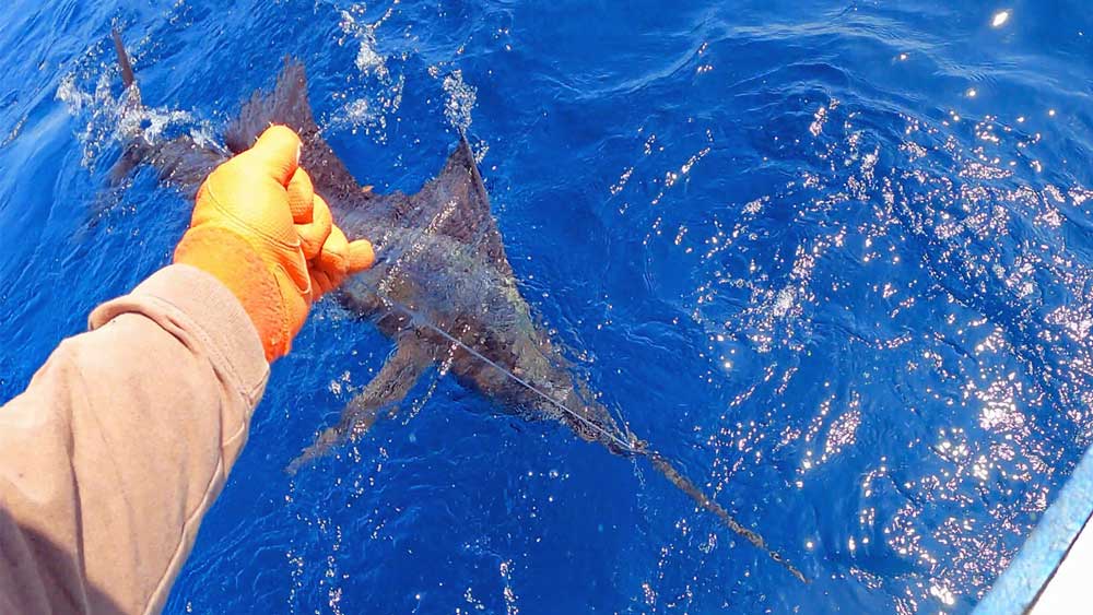 沖縄のトローリングで鶴丸の船尾に寄せたバショウカジキ/sailfish