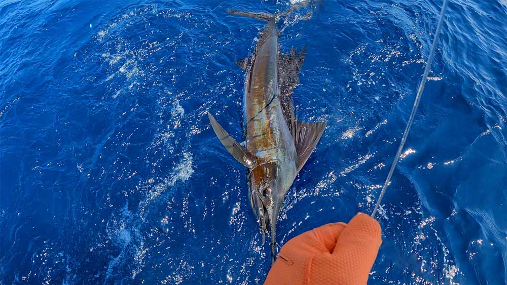 沖縄のトローリングで鶴丸の船尾に寄せ銛を打ち込む直前のバショウカジキ/sailfish