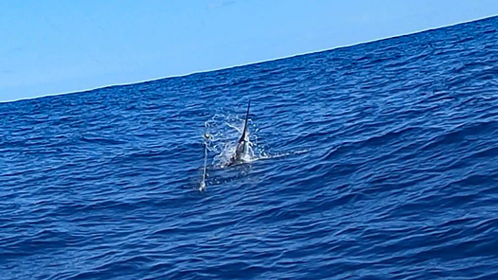 沖縄の海でトローリングでヒット～水面から頭を出すバショウカジキ/sailfish