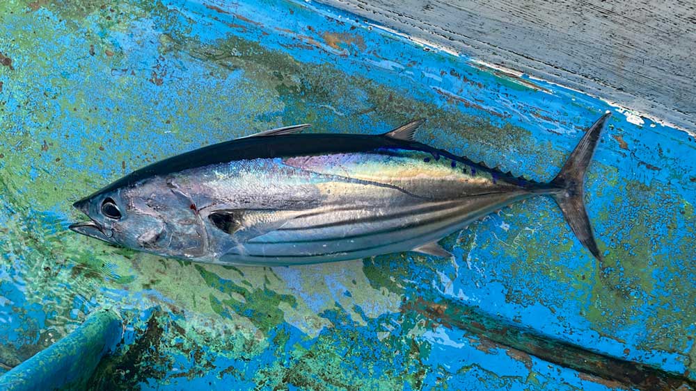 トローリングで釣り上げたカツオ