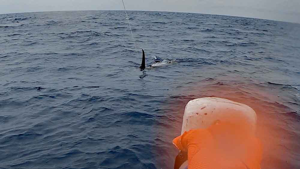 尾にリーダが絡み仮死状態で浮上したカジキ
