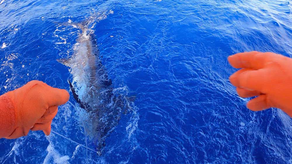 船尾にカジキの魚影が見えた