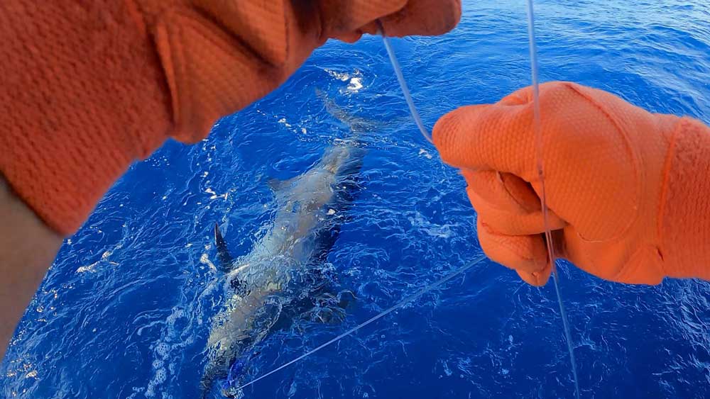 リーダーをたぐる下にカジキの魚影