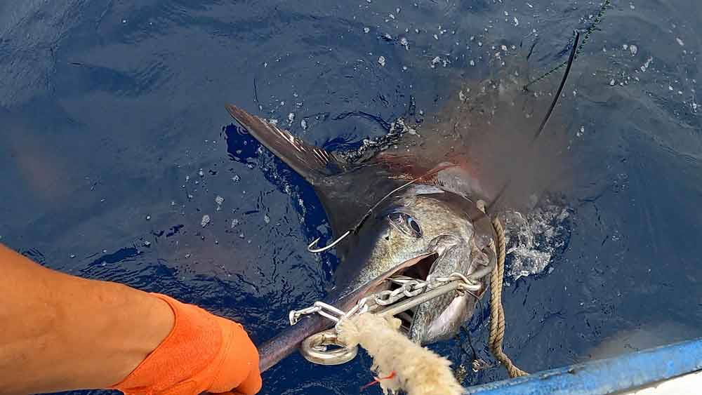 尾にリーダが絡み仮死状態で浮上したブルーマーリン