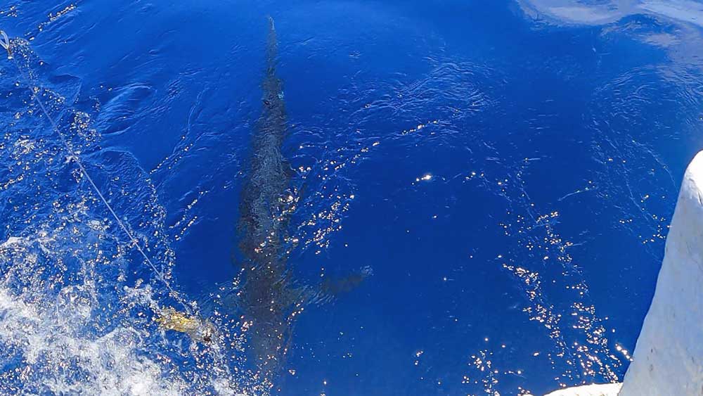 船尾に見えたカジキ魚影