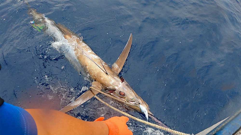 尾にリーダが絡み仮死状態で浮上したカジキに銛を打ち込んだ直後