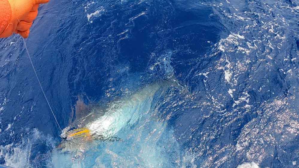 リーダーを手繰る鶴丸の船長とカジキの魚影