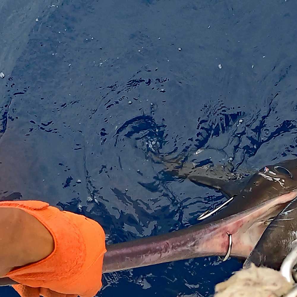 カジキの頭部と渦を巻いている水面