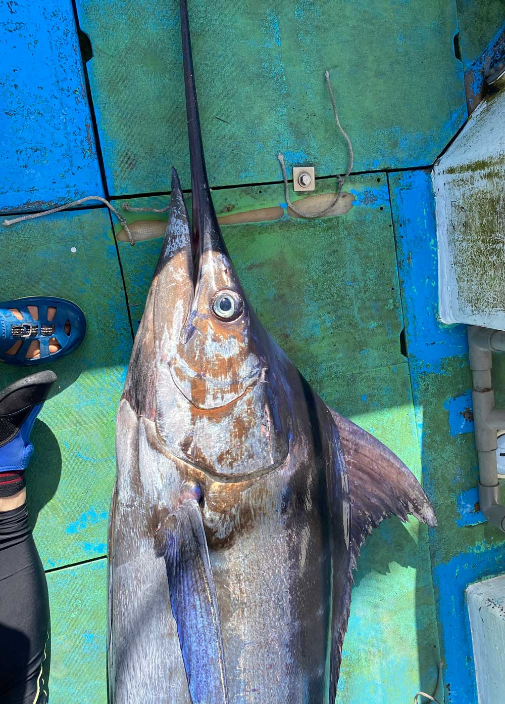 鶴丸のデッキに釣り上げたカジキの上半身