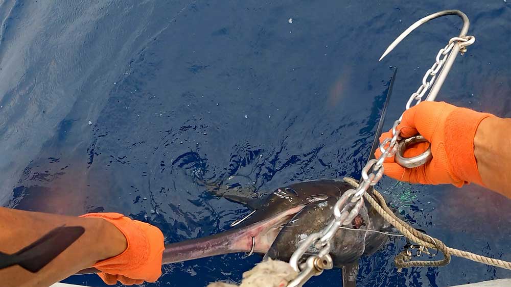尾にリーダが絡み仮死状態で浮上したカジキにギャフをかける鶴丸船長