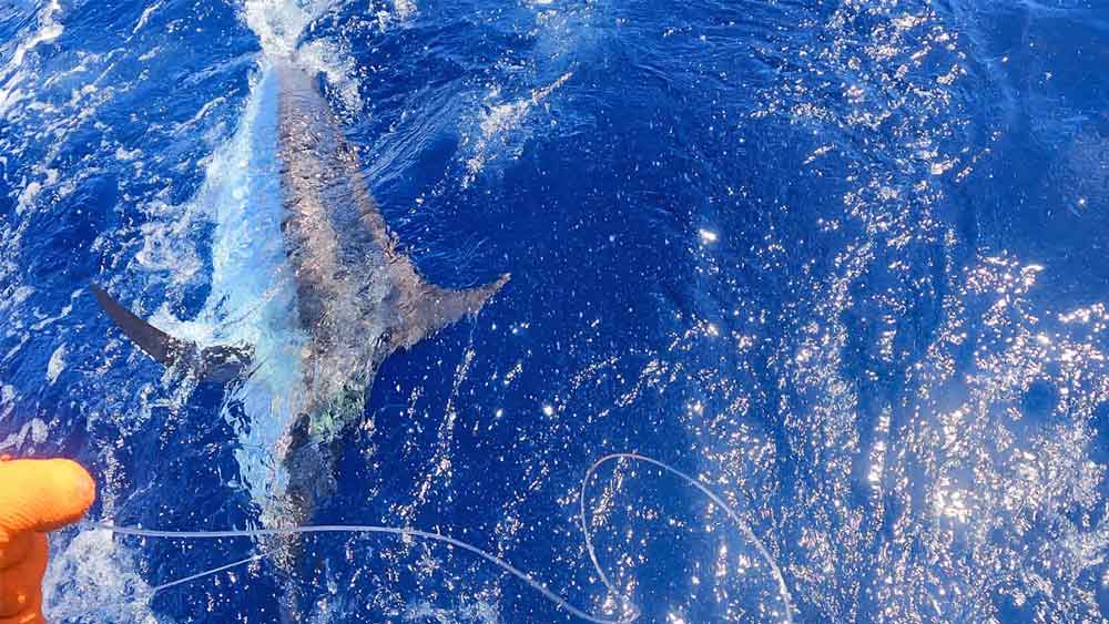 ブルーマーリンの魚影