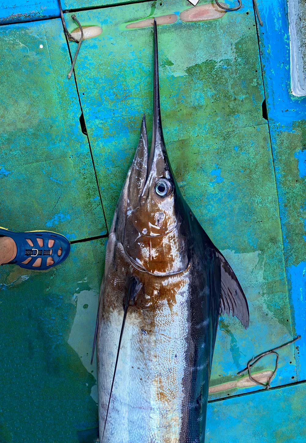 釣り上げたカジキと鶴丸船長の足