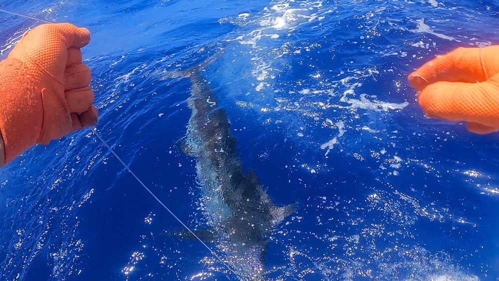 水面に浮いたカジキ