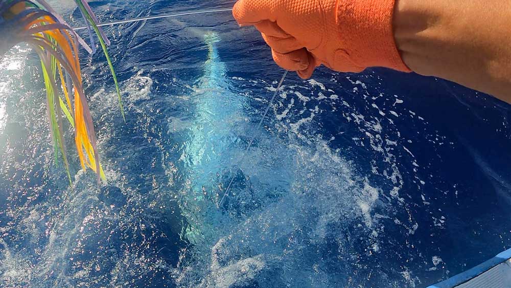カジキのかかっているリーダーを手繰る鶴丸の船長