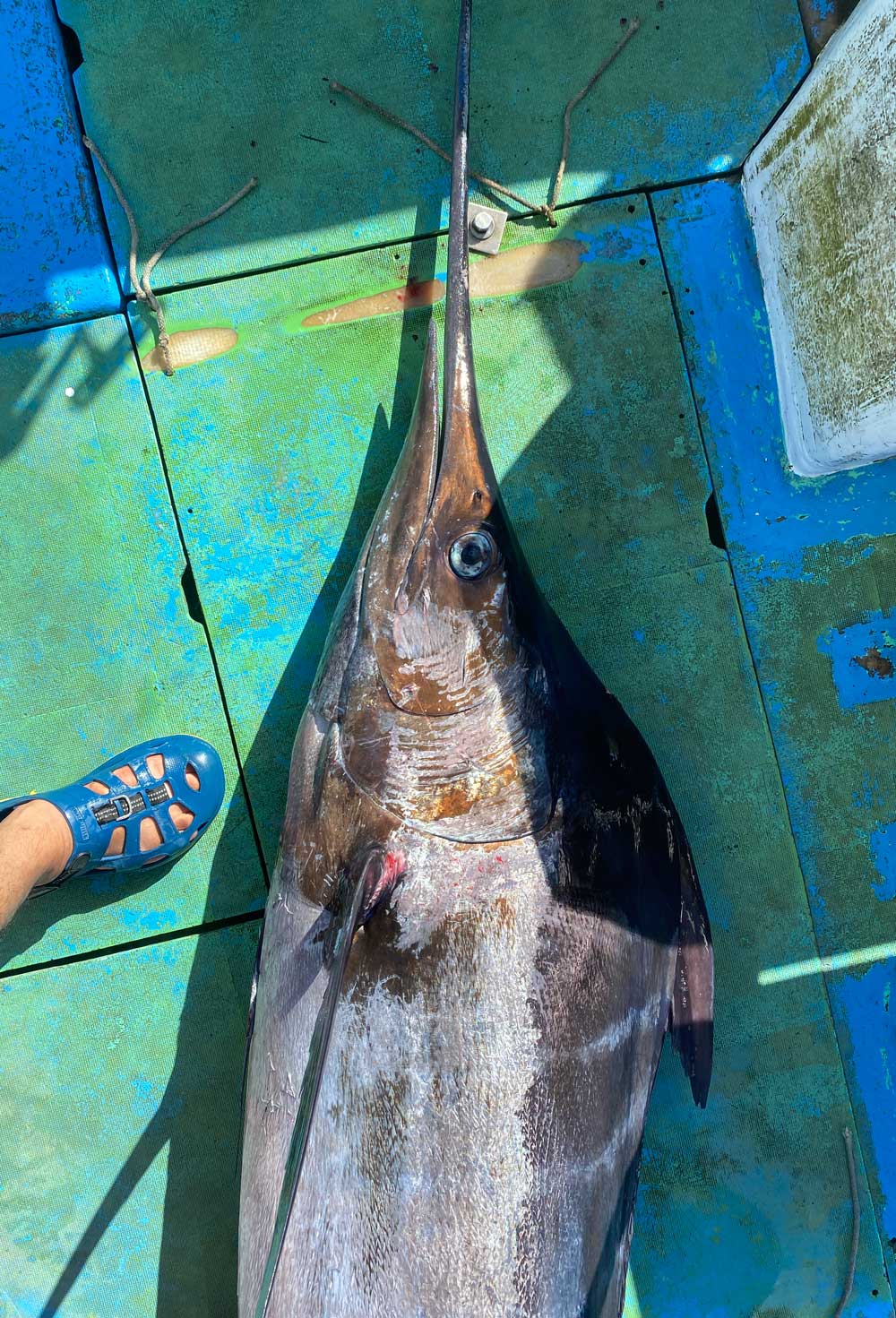 船のッキに釣り上げたカジキ
