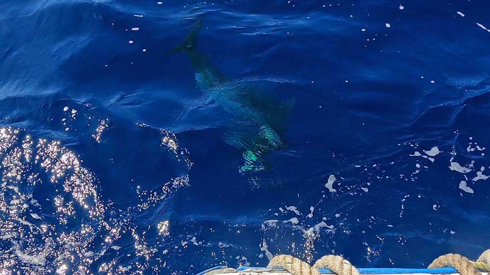 水面下のカジキの魚影