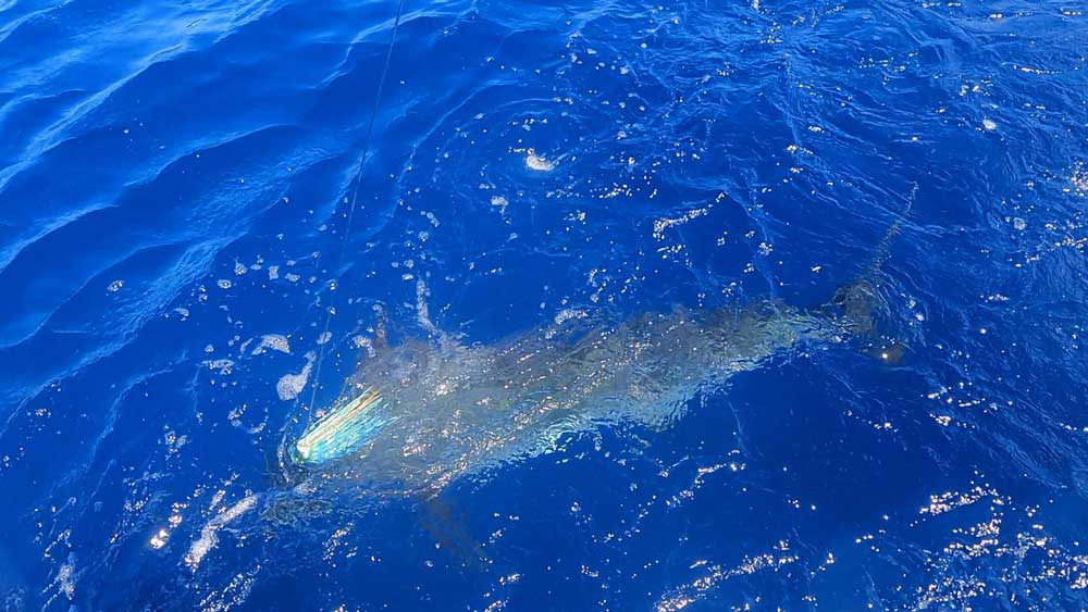 船尾に寄せたカジキの魚影