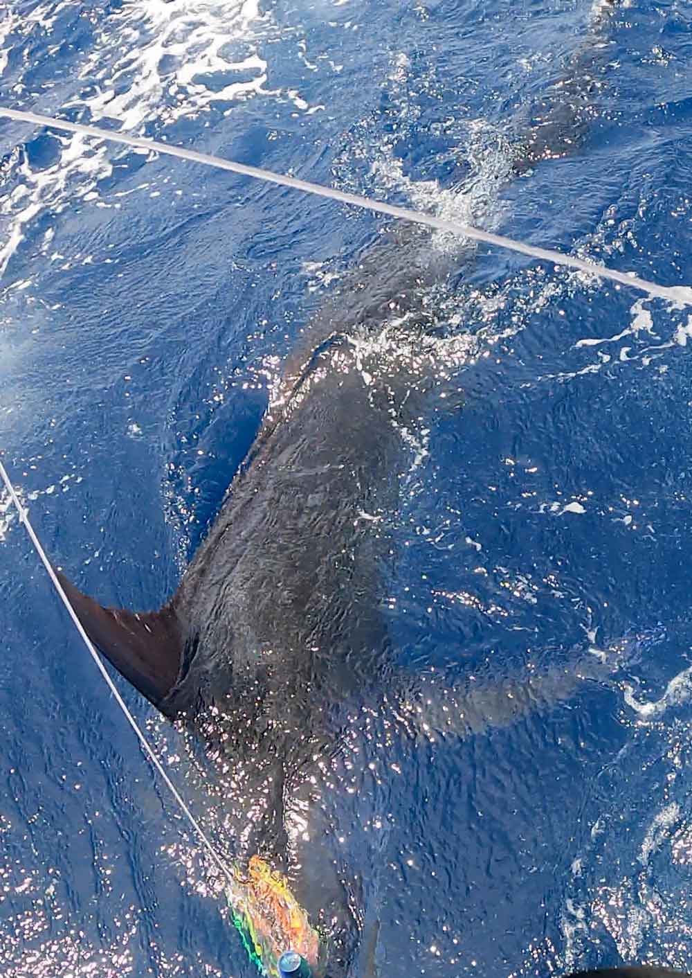 船尾に寄せ水面に浮いた150kgのカジキ