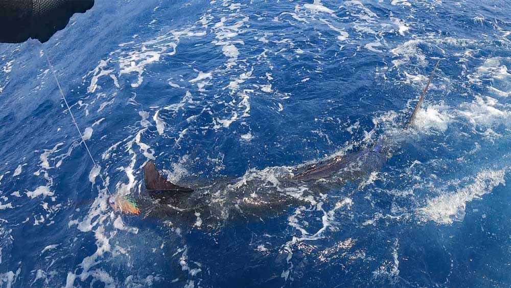 水面に浮いた150kgのカジキの背中