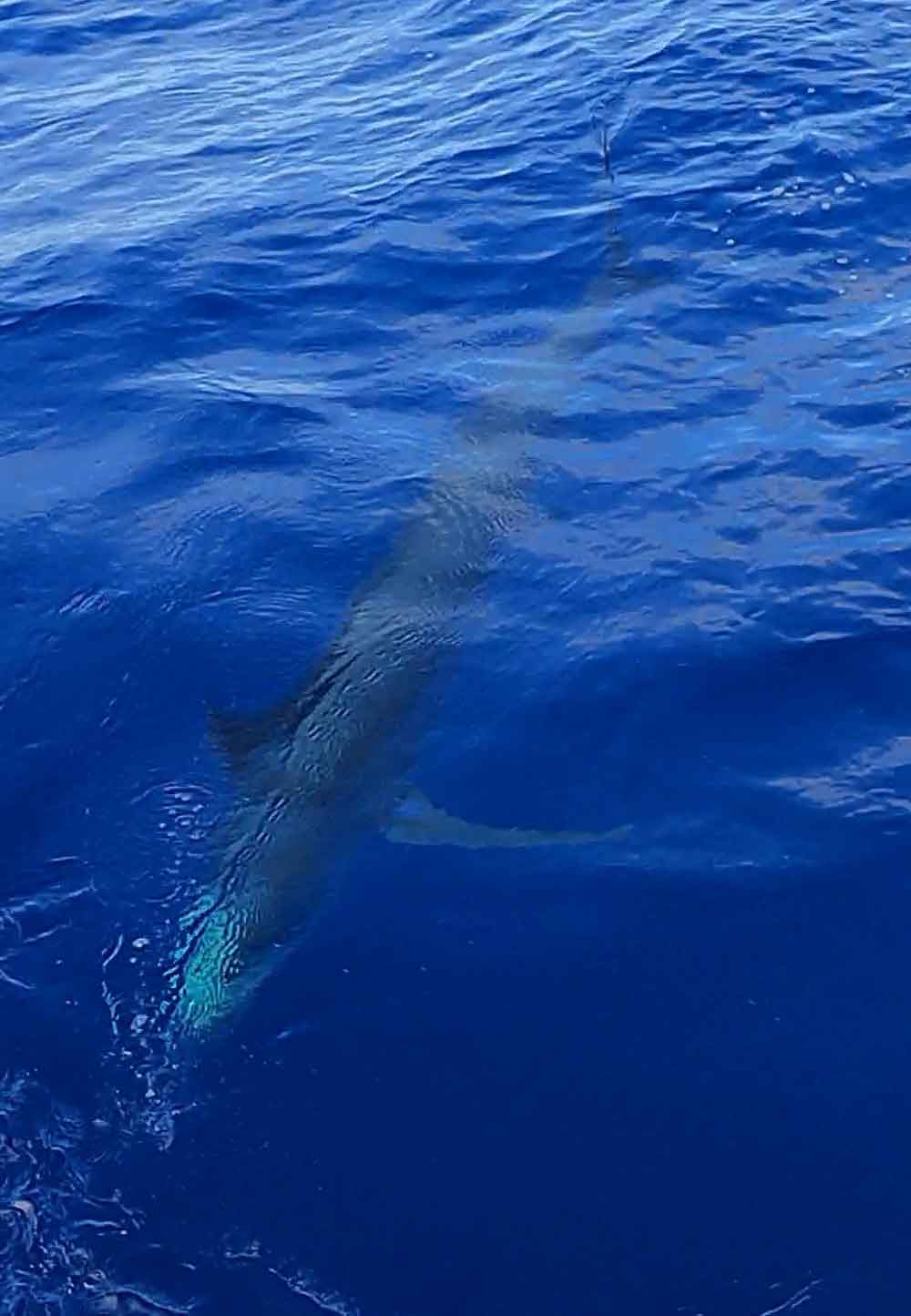 水面下のカジキの魚影