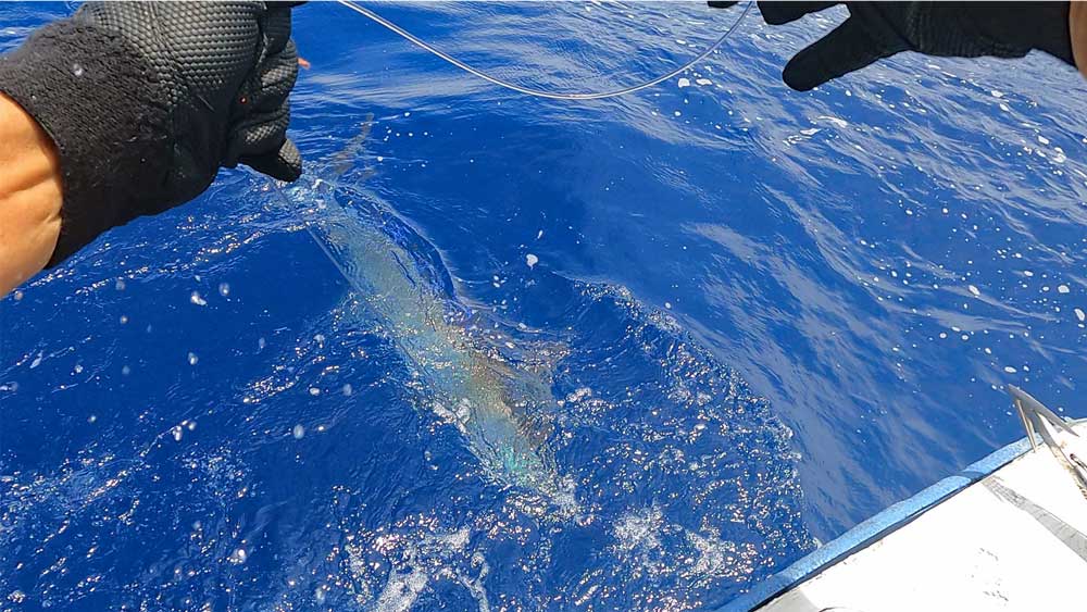 船尾に寄せ水面下に見えるカジキ