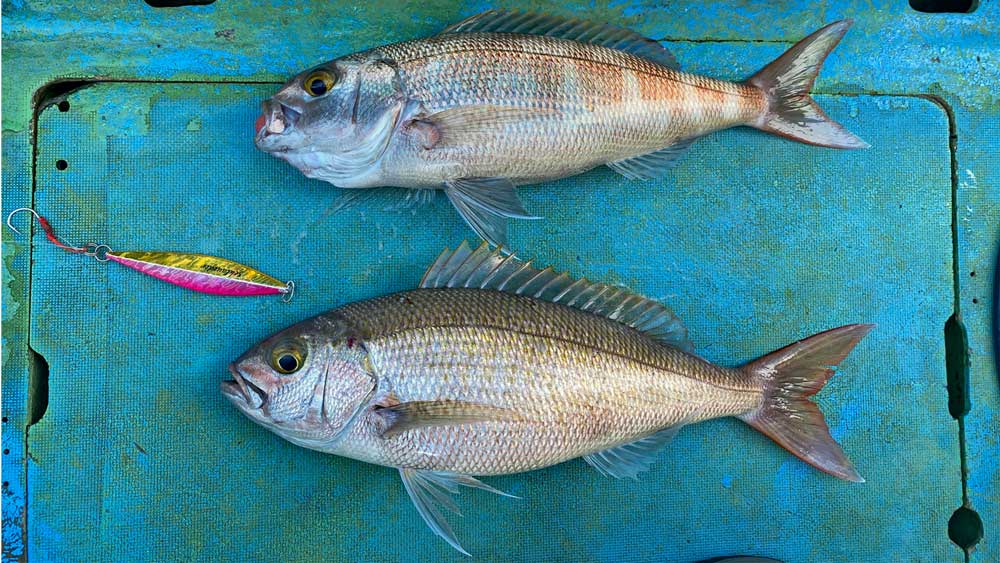 ジギングで釣り上げたマーマチ/オオヒメ