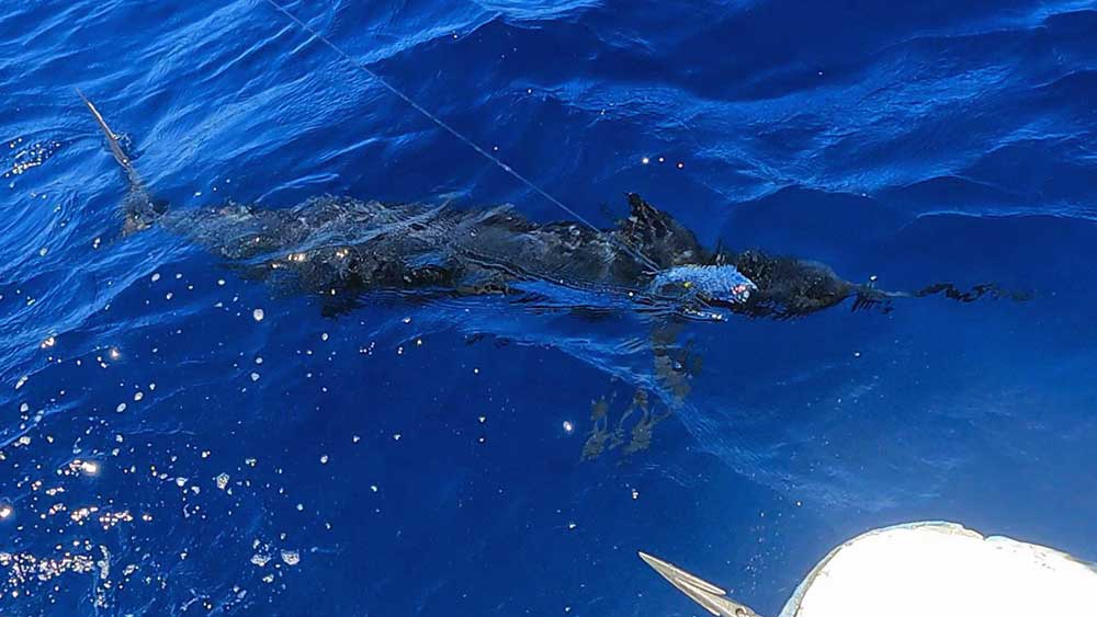クロカジキの水面下の魚影