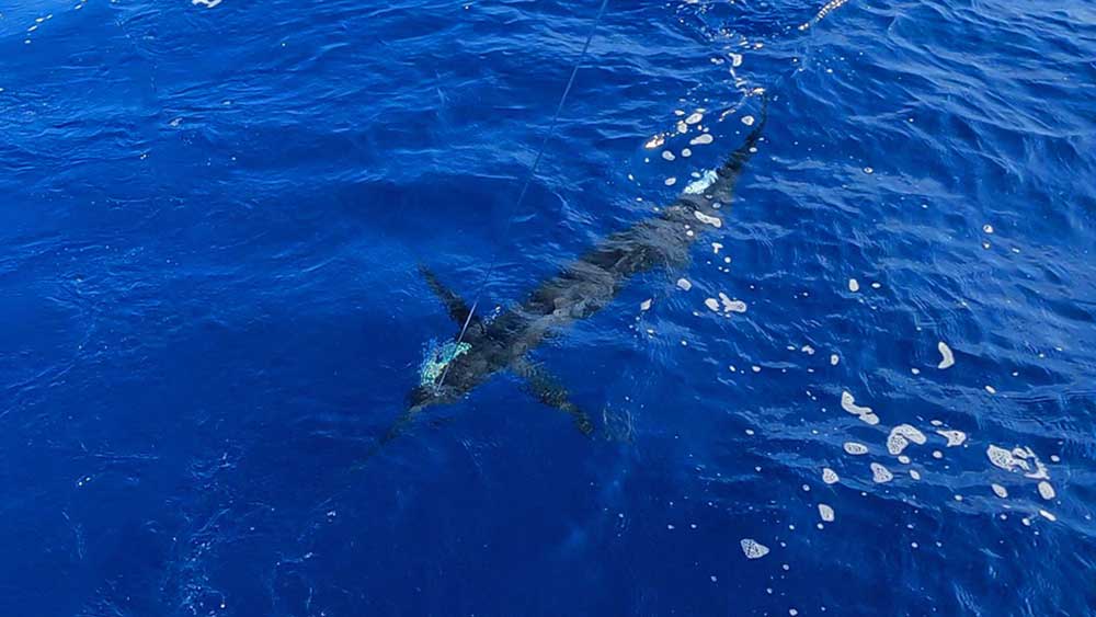 水面下のクロカジキの魚影