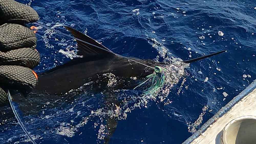 水面に浮かせたブルーマーリン(クロカジキ)