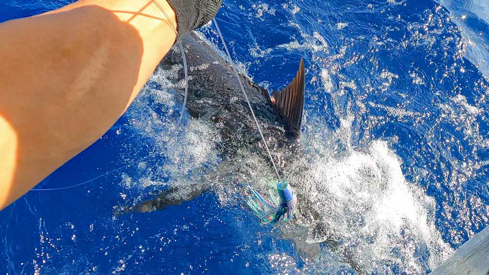 船尾に浮上したカジキとリーダーを手繰る鶴巻船長の左手
