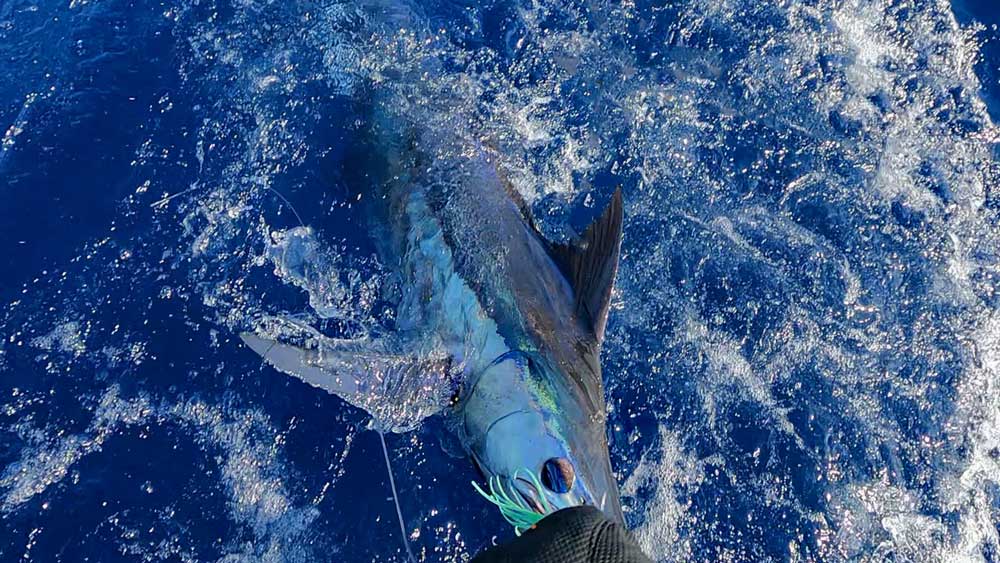 トローリングで船尾に寄せ仕留める直前のカジキ