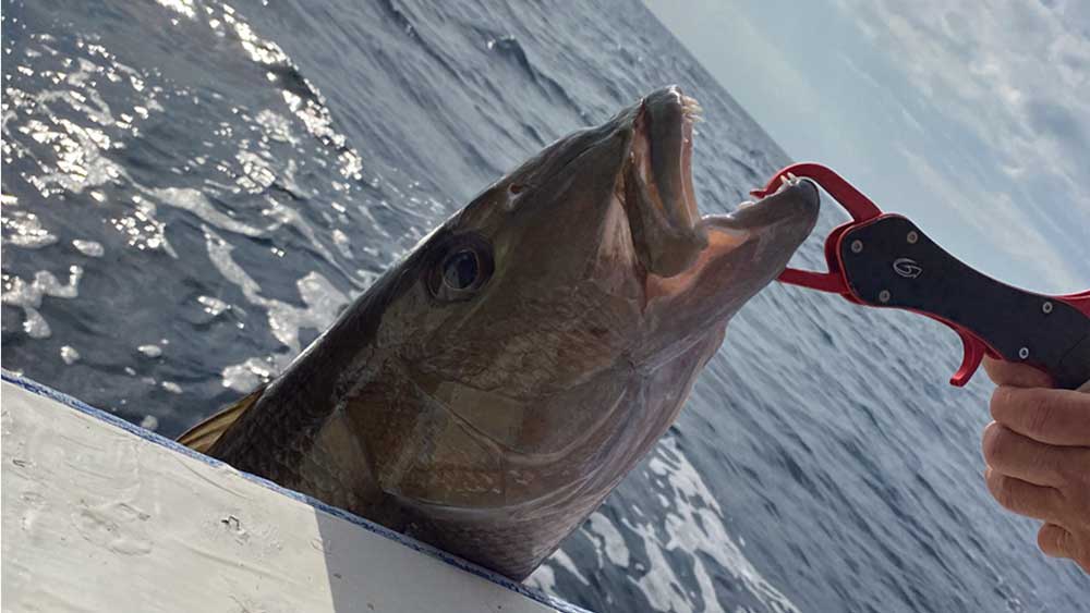 タイラバで釣り上げたオーマチ/:アオチビキ