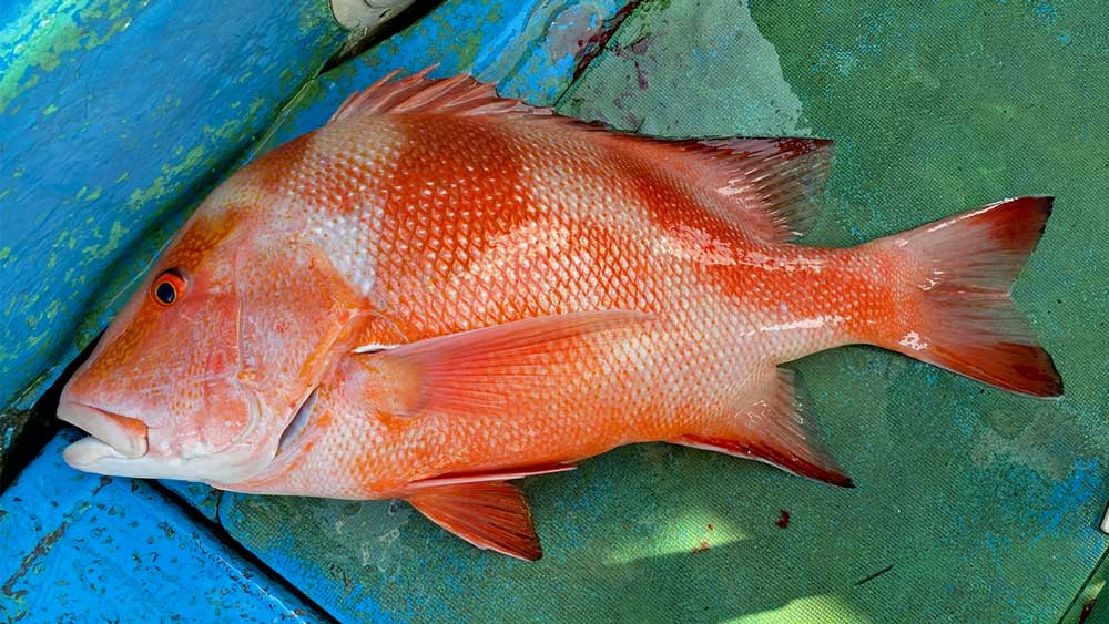 船に釣り上げたサンバナー(和名センネンダイ)