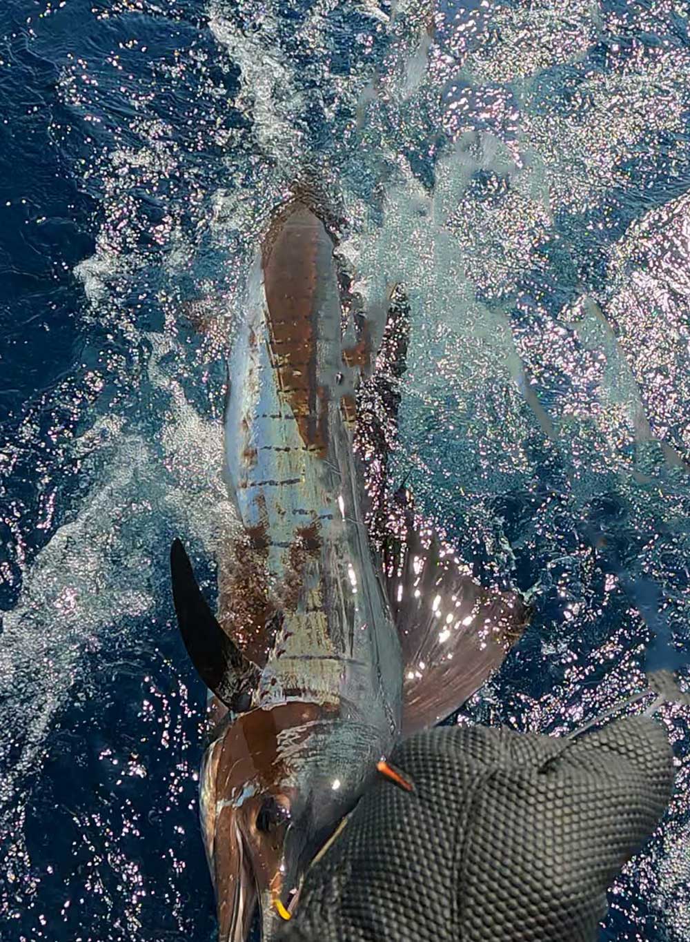 船尾に浮かび上がったバショウカジキ