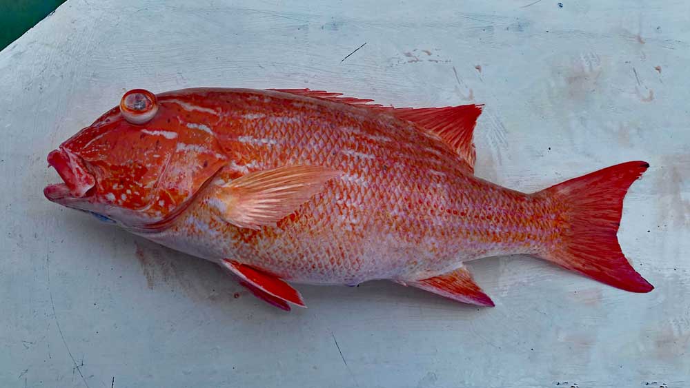 タイラバで釣り上げたイトヒキフエダイ