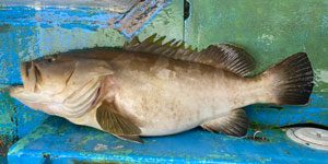 船に釣り上げた10kgのクエ(アラ、モロコ)