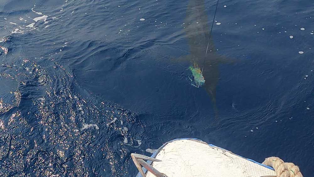 船尾に寄せたカジキの魚影