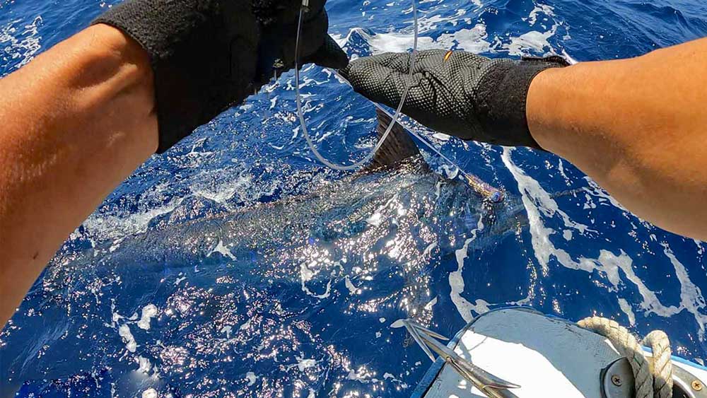 船尾に寄せた180kgのカジキ/ブルーマーリン