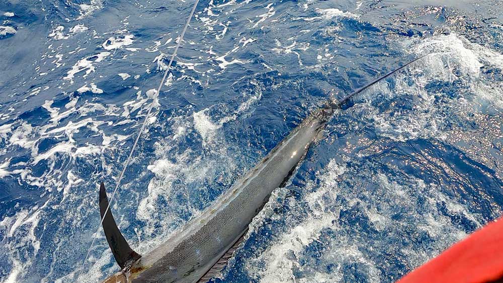 船尾に寄せたカジキ