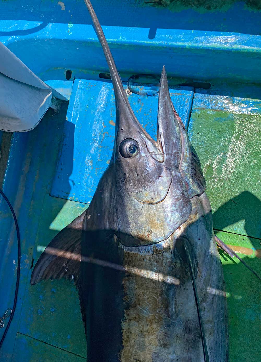 船のデッキに釣り上げたクロカジキの上半身