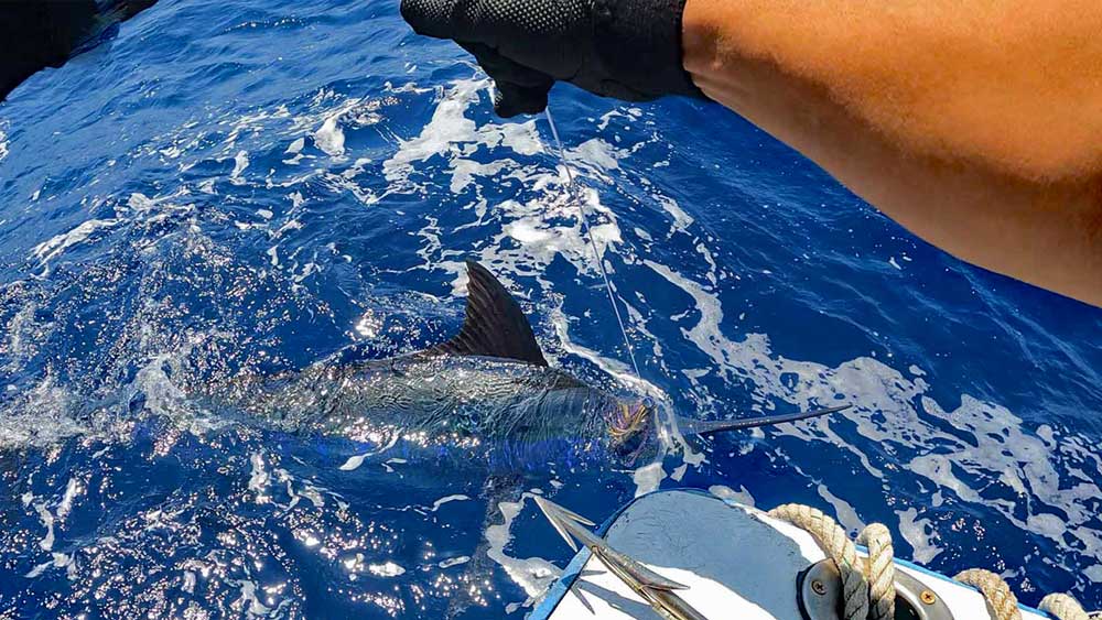 船尾に寄せた仕留める直前の180kgのカジキ/ブルーマーリン