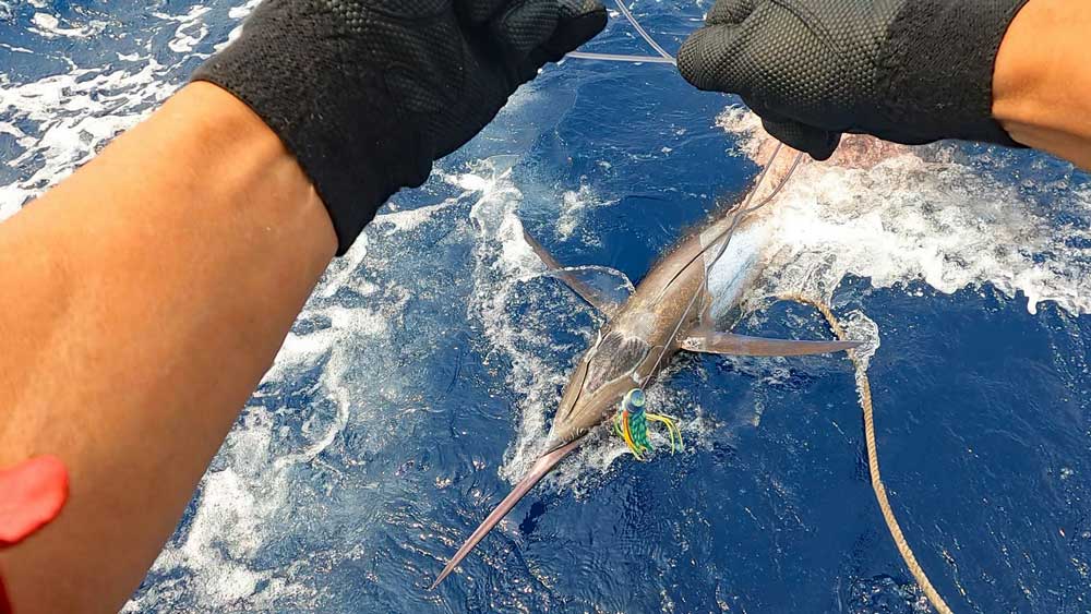 仕留めたカジキ