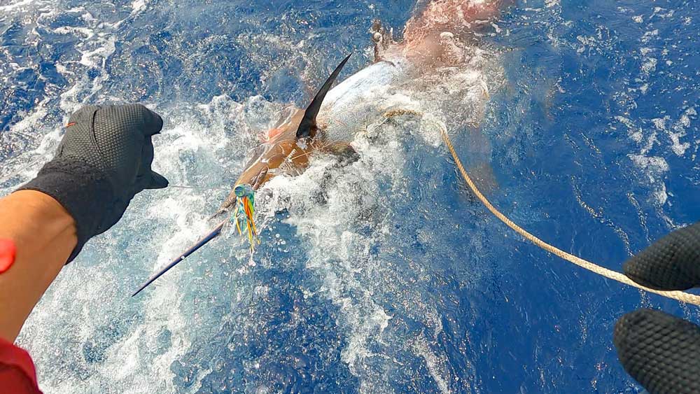 銛を打ち込んだ直後のカジキ