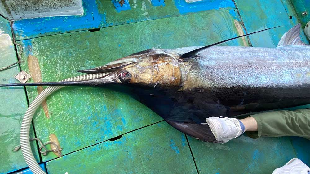 船に釣り上げた80kgのブルーマーリン