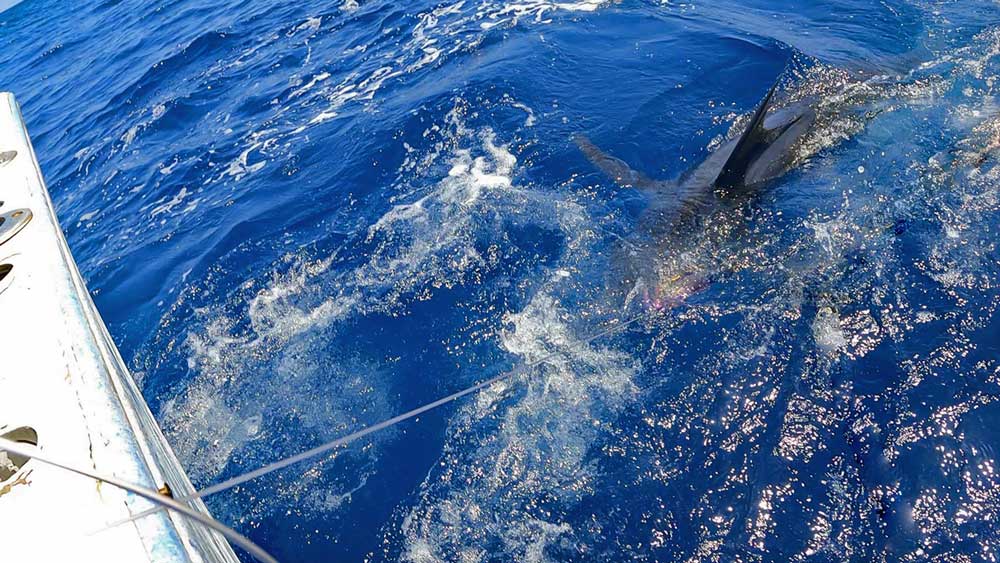 水面に浮上した180kgのカジキ/ブルーマーリン